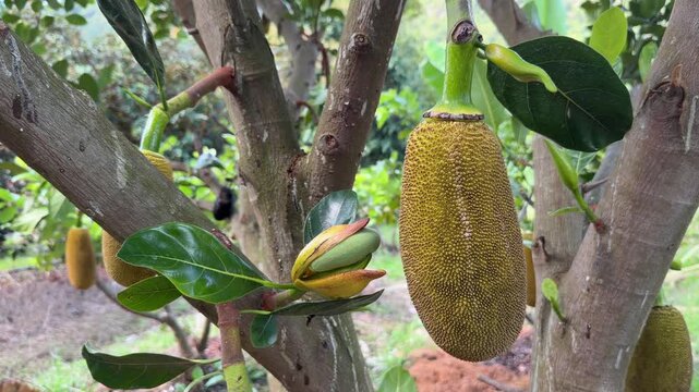 Several unripe jackfruit hang from a tree branch among dense green leaves with orchard trees visible behind in a tropical garden environment. Tropical agriculture.