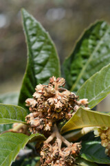Japanese medlar branch swith flowers - Latin name - Eriobotrya japonica