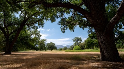 A serene landscape of large trees framing a dry grassy field under a bright blue sky