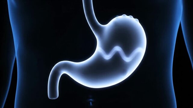 3D rendering of a human stomach with a visible wave pattern, representing peristalsis or digestive activity, set against a dark blue background.