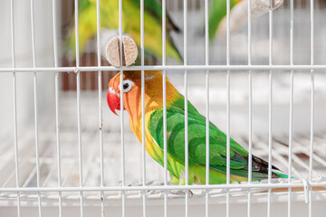 Group of small, vibrant lovebirds with green, yellow, and orange feathers sitting on perches in a metal cage