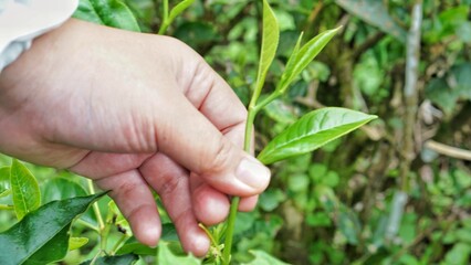 Close up A woman's hand picking tea leaves buds in the morning in a tea plantation