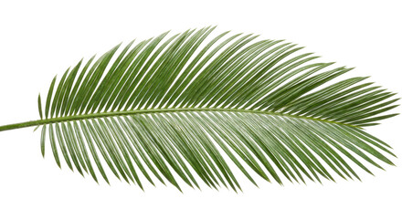 Obraz premium Tropical Cycas Palm Leaf Isolated White Background Studio Shot