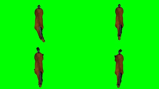 beautiful wild horse is standing breathing looking and moving on green screen chromakey background for 3D animated cartoonnimation. Great for rapid video projects and multimedia edits.