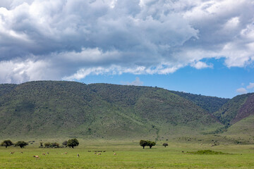 Landschaft im Ngorongoro Krater mit wild lebenden Tieren