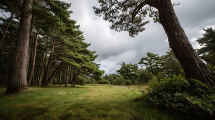 Fototapeta premium Tall pine trees arching over a grassy clearing under a dramatic cloudy sky conveying a sense of wild natural beauty and serene solitude