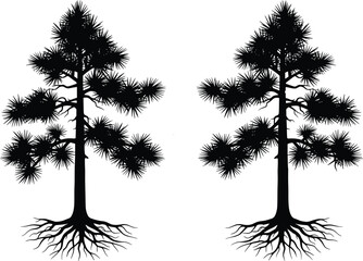 Silhouette pair of pine trees with exposed root system, coniferous evergreen plant, black vector illustration isolated on white background, forest nature design. © Sagar Creative