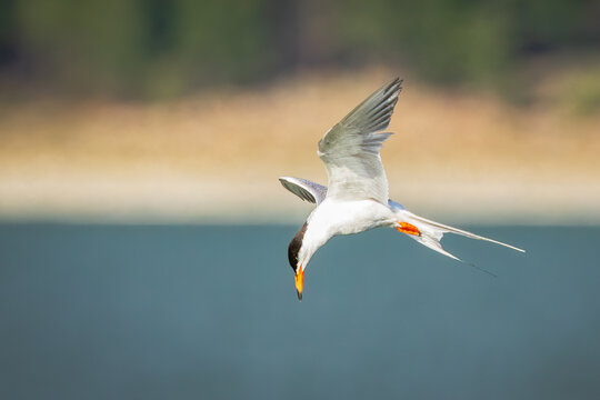 Forster's tern (Sterna forsteri) diving over Eagle Lake, Lassen County, California