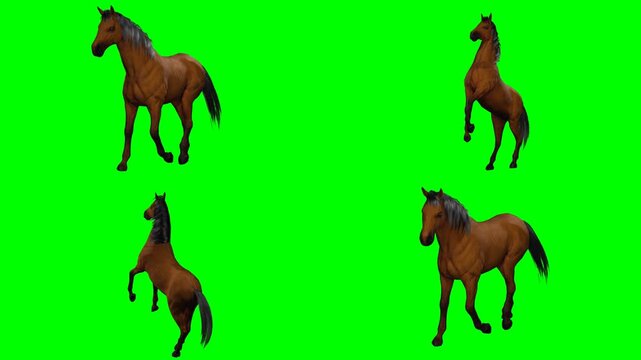 beautiful wild horse is standing breathing looking and moving on green screen chromakey background for 3D animated cartoonnimation. Superb for neat video projects and multimedia clips.