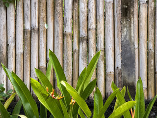 Tropical green leaves in front of bamboo wall