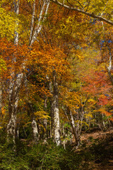 日本　鳥取県八頭郡智頭町の芦津渓谷にある三滝ダムの紅葉した木々