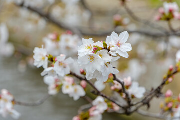Obraz premium 春の訪れを告げる満開のソメイヨシノの桜の花と蕾