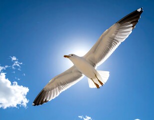 Obraz premium Seagull soars against blue skies; sun glints behind, accentuating wing detail, creating a bright and airy feel