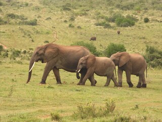 Fototapeta premium elephants in the savannah
