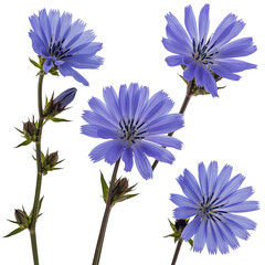 Blue chicory flowers and buds on stems, isolated PNG with Transparent Background