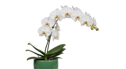 Elegant white orchid in green pot isolated PNG, delicate phalaenopsis flower arrangement on transparent background for wedding and spa designs