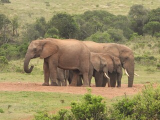 Fototapeta premium Elephants at a waterhole in Addo