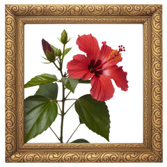 Red hibiscus flower with green leaves and bud in ornate gold vintage frame, isolated PNG with Transparent Background
