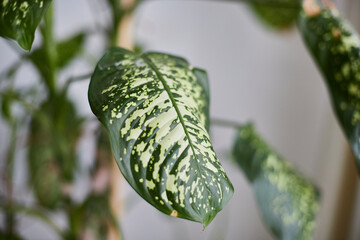 Dieffenbachia plant in a pot by the window with curtains. Interior in light colors. Background with a plant with green leaves and fabric