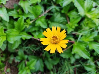 Vibrant yellow flower amidst lush green leaves in a natural setting outdoors