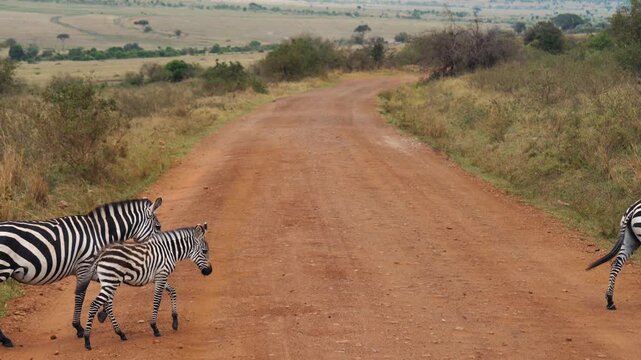 Small herd of wild zebras including a foal calmly crossing reddish dirt road in expansive african savanna. Safari adventure in national park on a sunny day