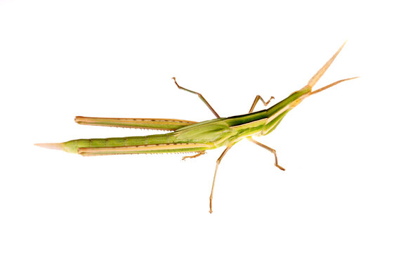Predatory bush cricket (Saga pedo) of Crimea. Macro, isolated on white