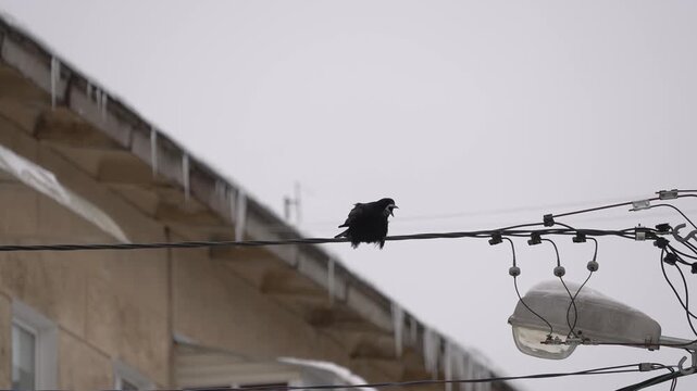Black crow sitting on power line on a grey winter day. Wind ruffles its feathers as it caws and looks around. Snow-covered rooftop with icicles in background, cold moody atmosphere.