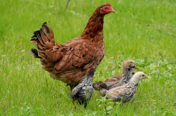 mother hen with her chicks walking in green grass on a farm