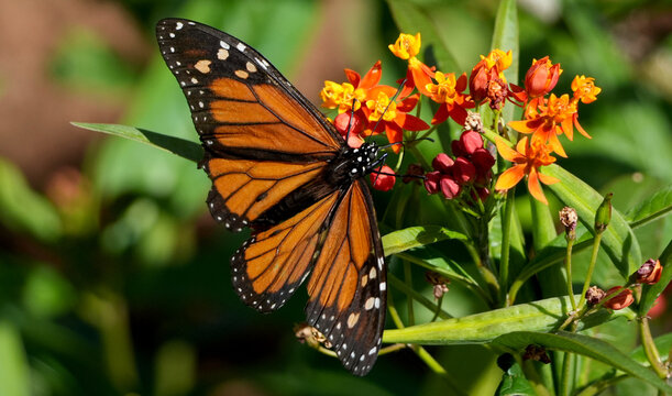 monarch butterfly (danaus plexippus) sitting on orange tropical milkweed flowers