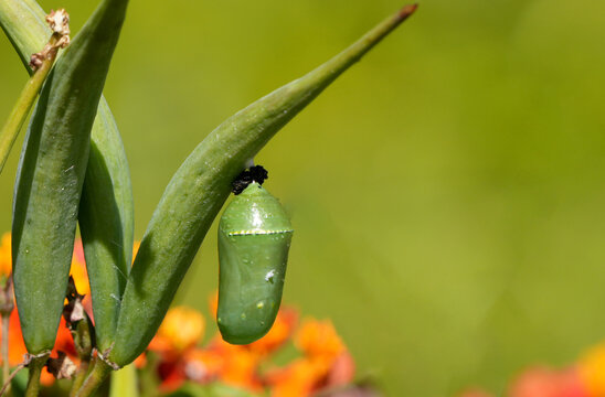 green chrysalis of a monarch butterfly (danaus plexippus) hanging on a plant