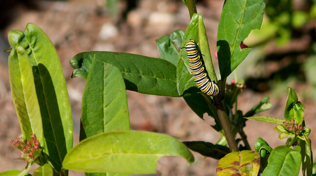 striped caterpillar of a monarch butterfly (danaus plexippus) eating a green leaf