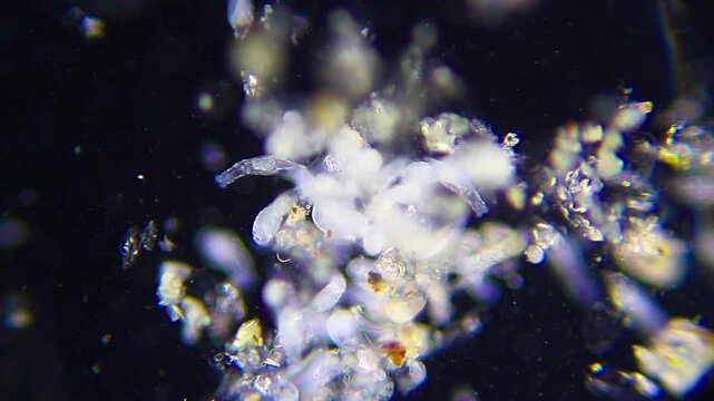 Rotifer colony attached to substrate with a large annelid worm nearby under 100x darkfield microscopy. Detailed 4K scientific stock footage of freshwater microfauna interaction.