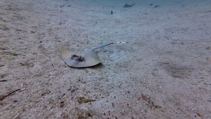 Blue spotted stingray gliding over sandy bottom. Tropical underwater scene captures stingray cruising low above the seabed in clear coastal waters.