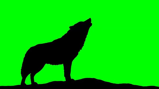 Silhouette of a lone wild wolf howling dramatically towards the night sky in a classic profile illustration against a vibrant chroma key green screen background ideal for digital effects integration.
