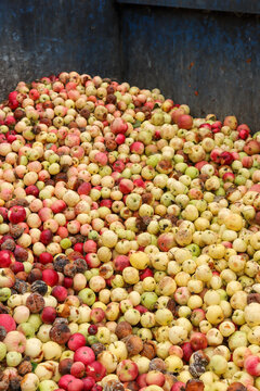 Too much harvest. Apple trees in the Lohja area produced a record harvest in the summer of 2024. Some of the fruit ended up in the apple container at the waste station. The apple harvest is ruined.