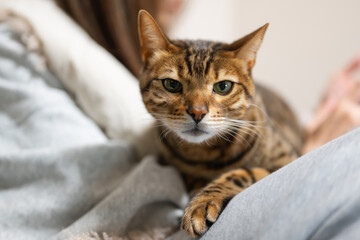 甘える猫（ベンガルキャット）