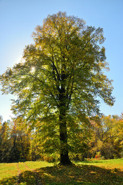 Old linden tree growing alone on the edge of the forest in autumn colors, illuminated by intense backlit of sunlight. Natural interior decoration in warm autumn colors in Healing by Nature style.