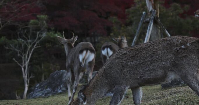 Medium slow motion shot of deer in autumn park early in the morning