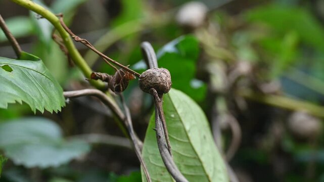 Dioscorea bulbifera in the vine. Its common name is&nbsp;air potato,&nbsp;air yam,&nbsp;bitter yam,&nbsp;cheeky yam,&nbsp;potato yam,&nbsp;aerial yam and&nbsp;parsnip yam. lt&nbsp;is a species of true&nbsp;yam&nbsp;in the yam family,&nbsp;Dioscoreaceae. 