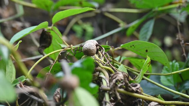 Dioscorea bulbifera in the vine. Its common name is&nbsp;air potato,&nbsp;air yam,&nbsp;bitter yam,&nbsp;cheeky yam,&nbsp;potato yam,&nbsp;aerial yam and&nbsp;parsnip yam. lt&nbsp;is a species of true&nbsp;yam&nbsp;in the yam family,&nbsp;Dioscoreaceae. 