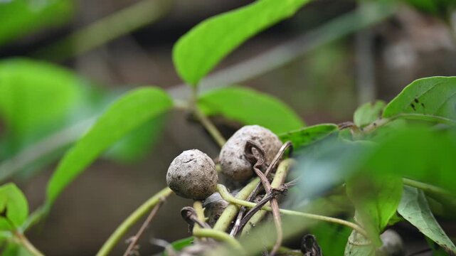 Dioscorea bulbifera in the vine. Its common name is&nbsp;air potato,&nbsp;air yam,&nbsp;bitter yam,&nbsp;cheeky yam,&nbsp;potato yam,&nbsp;aerial yam and&nbsp;parsnip yam. lt&nbsp;is a species of true&nbsp;yam&nbsp;in the yam family,&nbsp;Dioscoreaceae. 