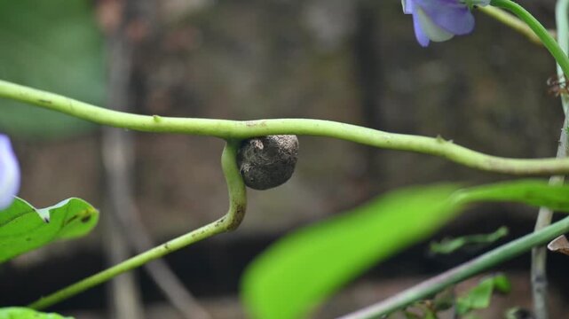 Dioscorea bulbifera in the vine. Its common name is&nbsp;air potato,&nbsp;air yam,&nbsp;bitter yam,&nbsp;cheeky yam,&nbsp;potato yam,&nbsp;aerial yam and&nbsp;parsnip yam. lt&nbsp;is a species of true&nbsp;yam&nbsp;in the yam family,&nbsp;Dioscoreaceae. 