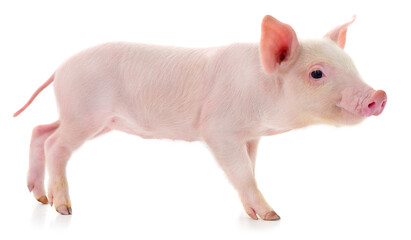 Small pink piglet walking on white background looking forward