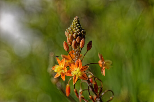 Bright Bulbine flower with orange petals and yellow stamen growing in garden in the small coastal town of Laaiplek, Western Cape South Africa