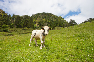 A&ccedil;ores