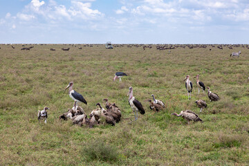 Geier in der Serengeti fressen ein Tier