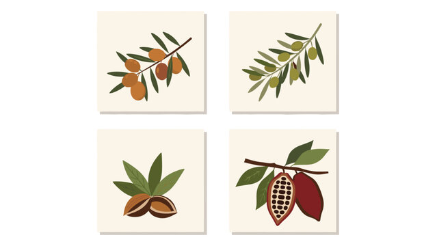 Set of four botanical icons featuring argan, olive, almond, and cocoa branches with fruit on a clean square background.