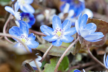 春の庭に咲く青い可愛いミスミソウ
