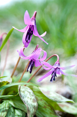 春の野原に咲くカワイイピンクの花　カタクリ
