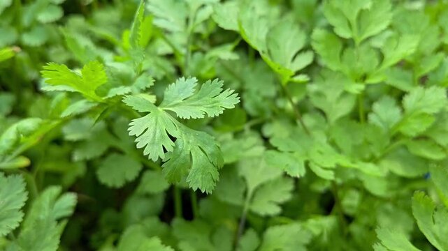 Coriander plants are growing in field. Healthy herbs cultivation and green farming in countryside field.